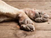 Спасение собачки в Киевской области