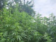 Выращивание конопли на участке: полиция изъяла более 300 кустов
