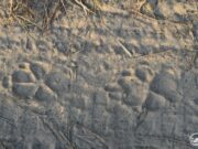 Редкий хищник обнаружен в Чернобыльском заповеднике