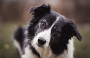 Собаки раскрывают тайну: они точно чувствуют, когда вы врете