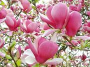 Кража магнолии из двора лицея в Дрогобиче: администрация призывает к сотрудничеству