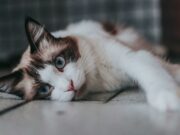 Чому коти плачуть вночі: основні причини гучного нявкання