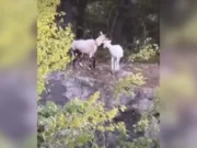 Смотрите: Убегающие козы становятся местными знаменитостями в Коннектикуте