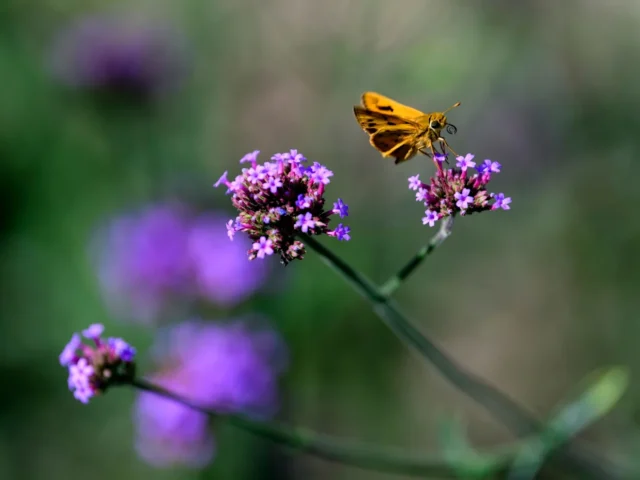 44a7202caa8261b593cd7dd00f94e222