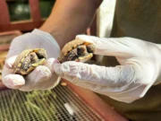 Одна из самых скрытых жемчужин Калифорнии находится в городе, который постепенно набирает популярность