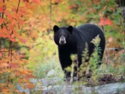 Дикий медведь, «ищущий друга», забирается в зоопарк Калифорнии и встречает троих медведей в неволе