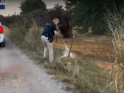 Власти Мичигана спасли оленя, застрявшего между бетонными барьерами