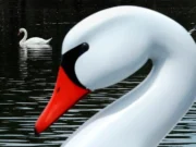Калифорния разрешила охоту на «разрушительных» лебедей