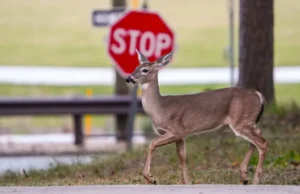 Сезон размножения оленей в Огайо приводит к увеличению числа столкновений с автомобилями: рекомендации по безопасности