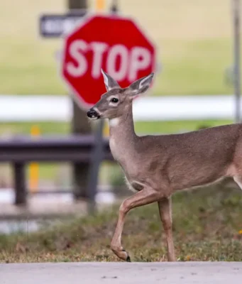 Сезон размножения оленей в Огайо приводит к увеличению числа столкновений с автомобилями: рекомендации по безопасности