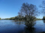 Осторожно, где купаетесь! В мире названы 5 рек Грузии с наибольшим количеством змей