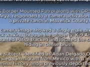 Техасская конная полиция попалась на камеру при задержании нелегального иммигранта, скрывавшегося в кустах ранчо у южной границы